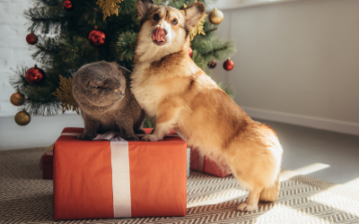 Holiday Presents for Pets